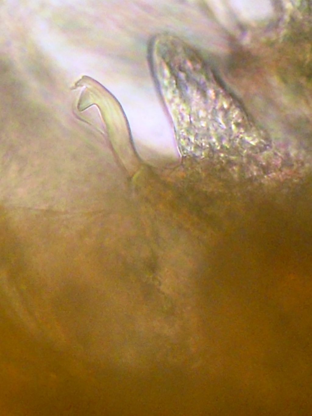 Eunice sp. (Polychaeta Eunicidae)